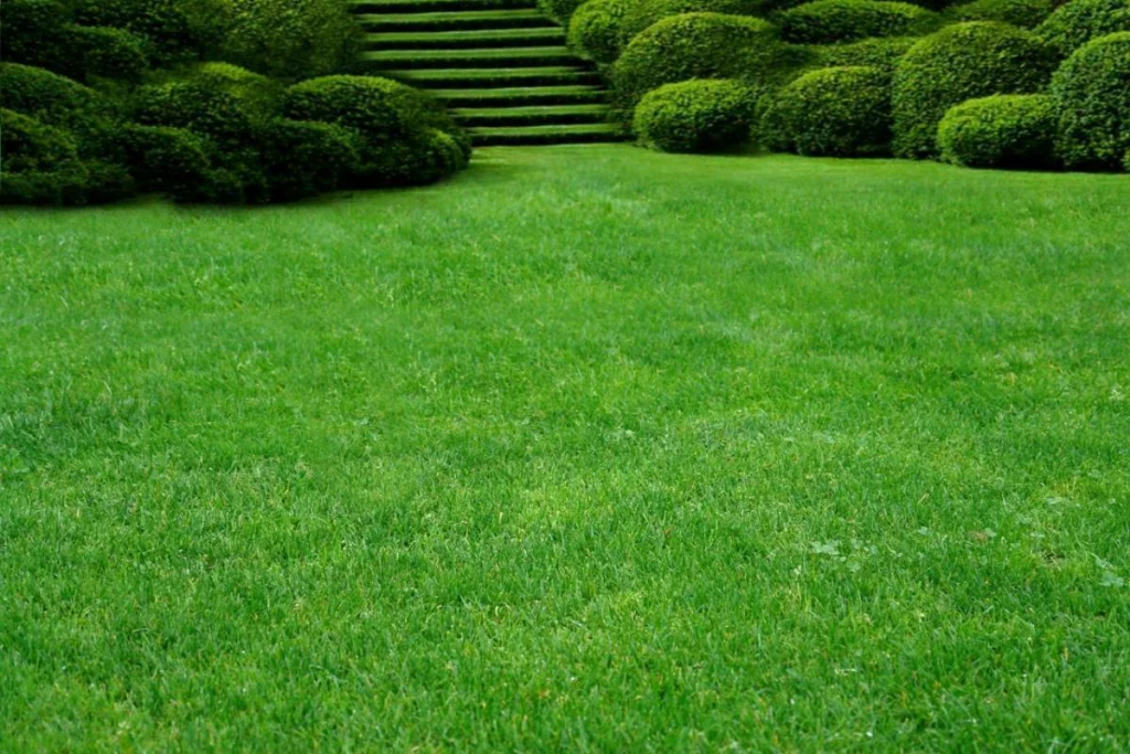 Газонная трава: виды и особенности | Park Decor
